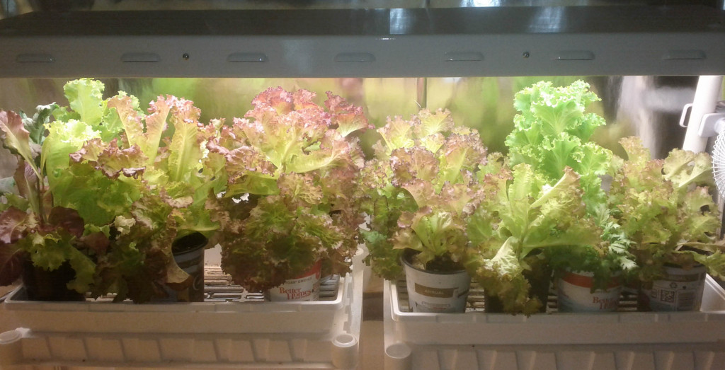 lettuce inside