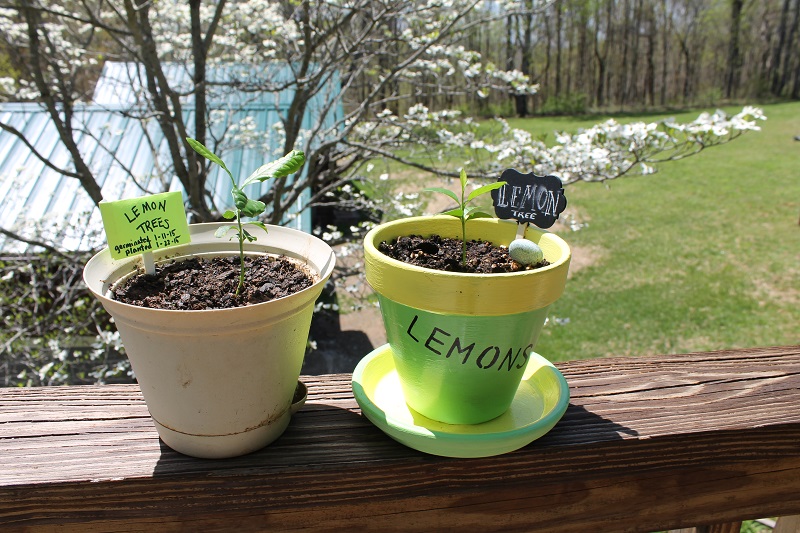 Lemon-Tree-Update-4-24-15
