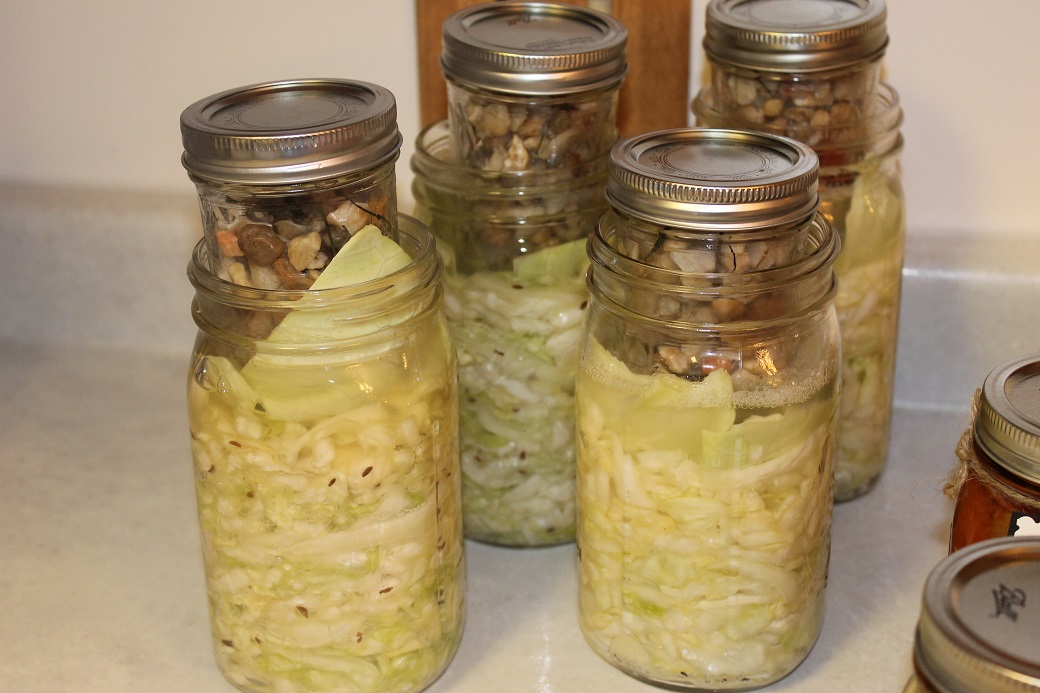 ferment sauerkraut