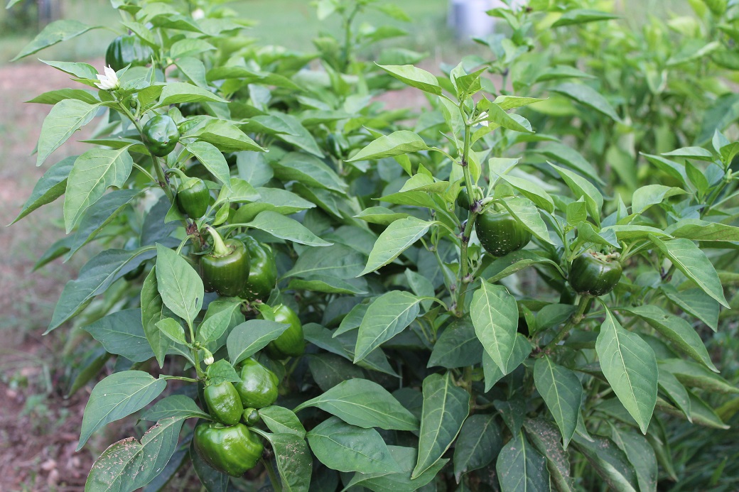 Pepper mania! They flower and grow almost faster than I can pick them. :-)