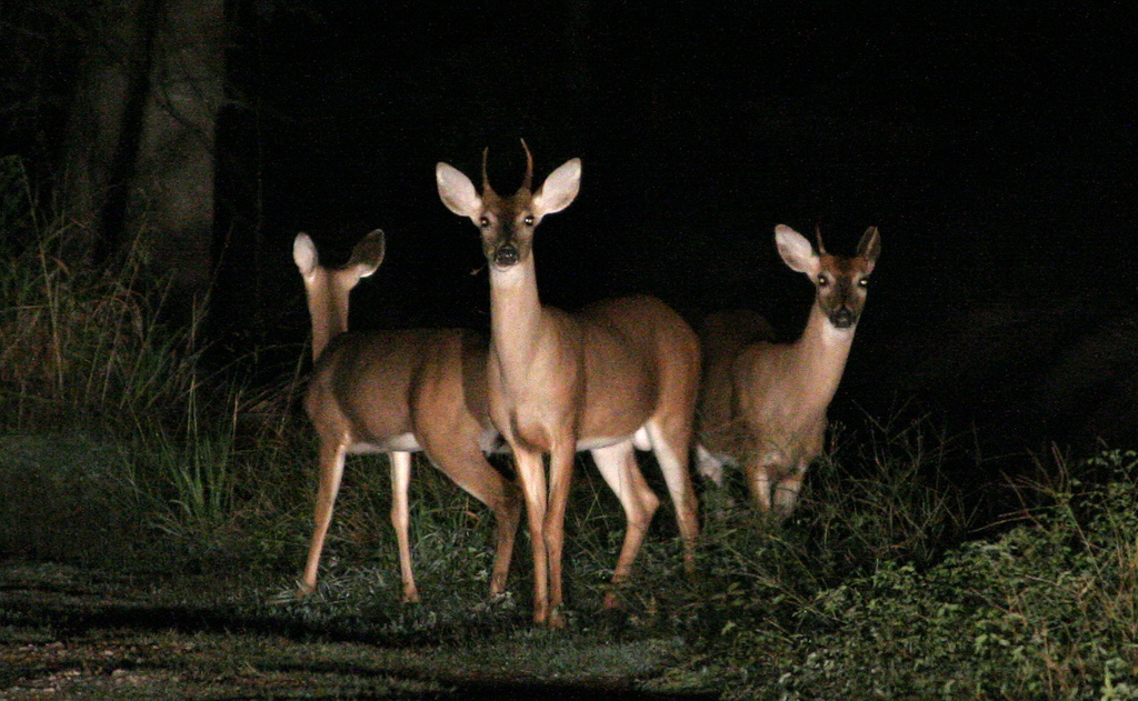 Deer In Headlights - Final