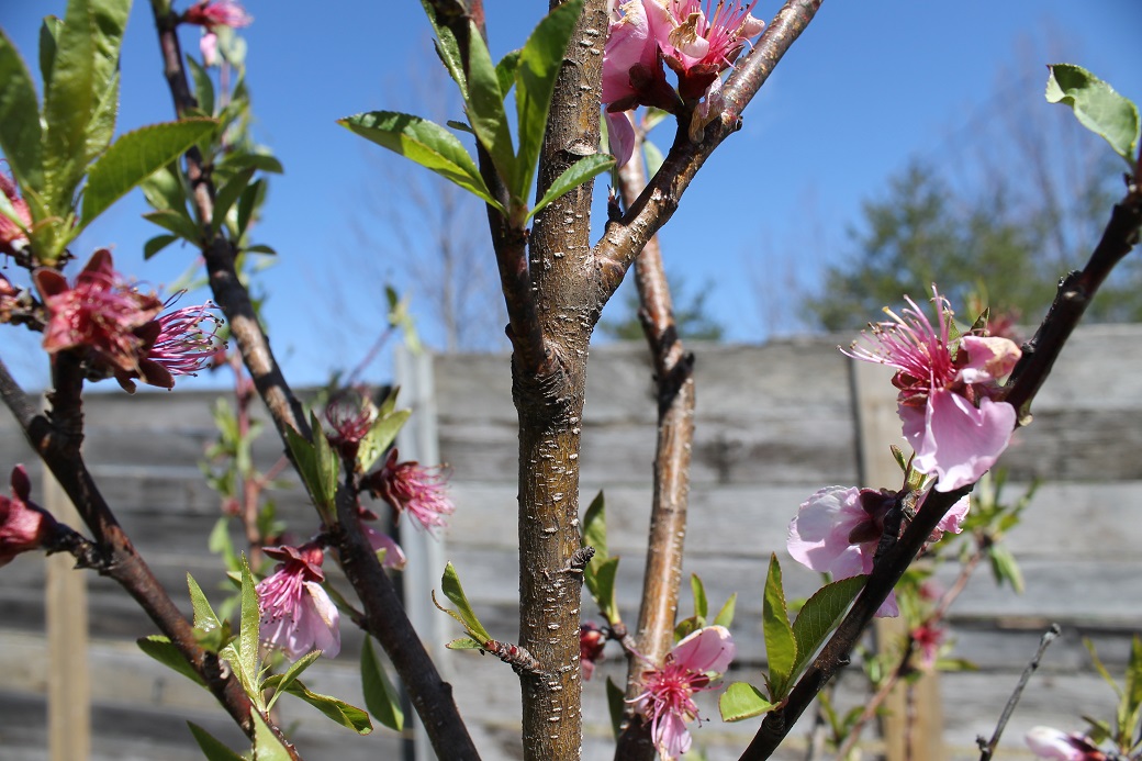 The peach blossoms looked very sad after last week's frost. Perhaps I will be wrong and they will be able to fruit this summer after all.