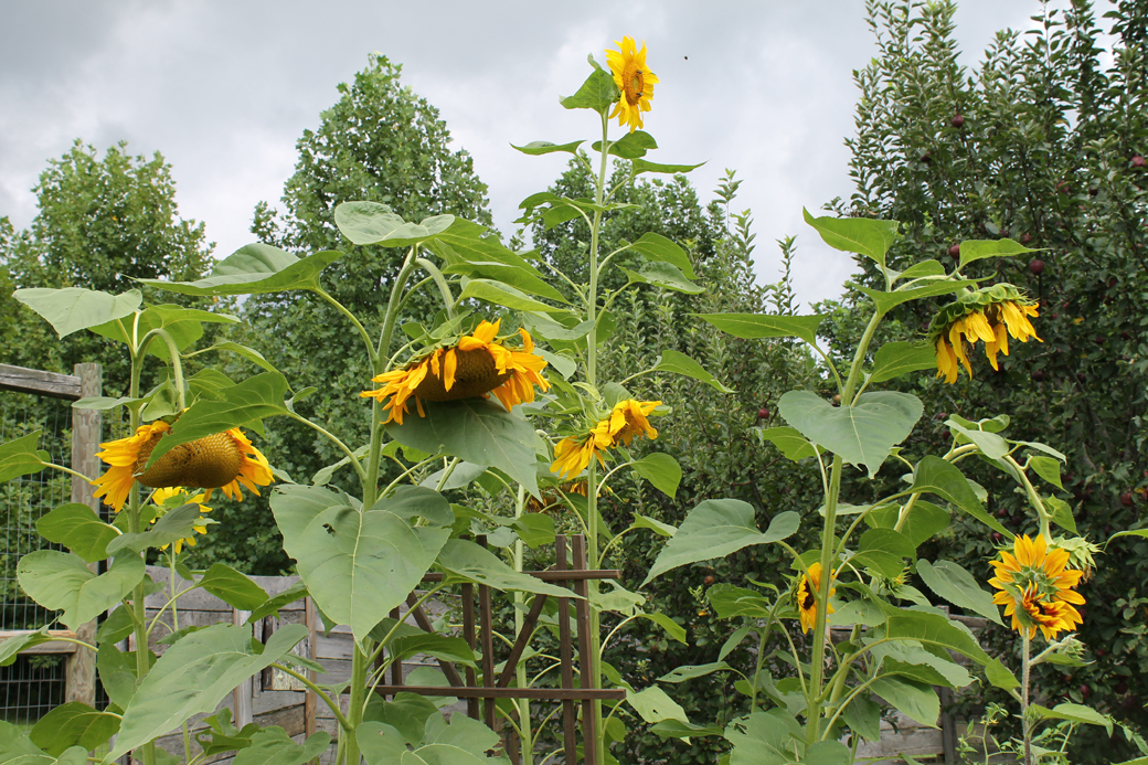 a sunflower field 2