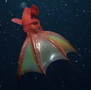 Guest Post – Vampire Squid Economics: A Case Study In Full-Blown Wetiko Disease – by Paul Levy