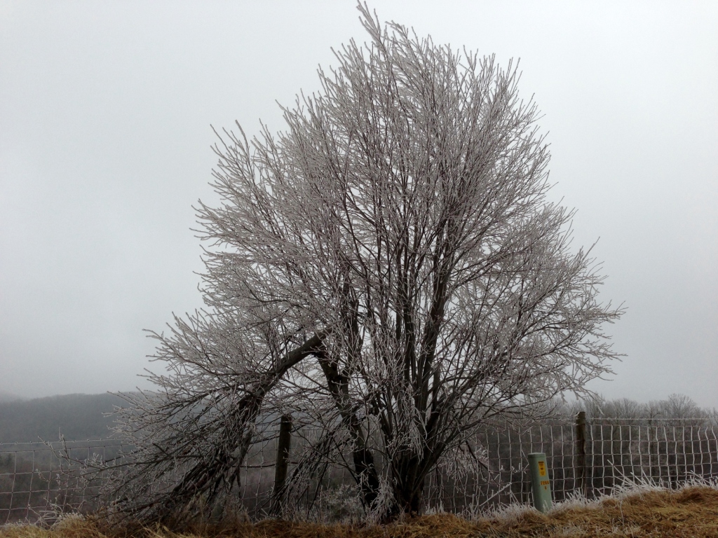 Frozen Fog Tree