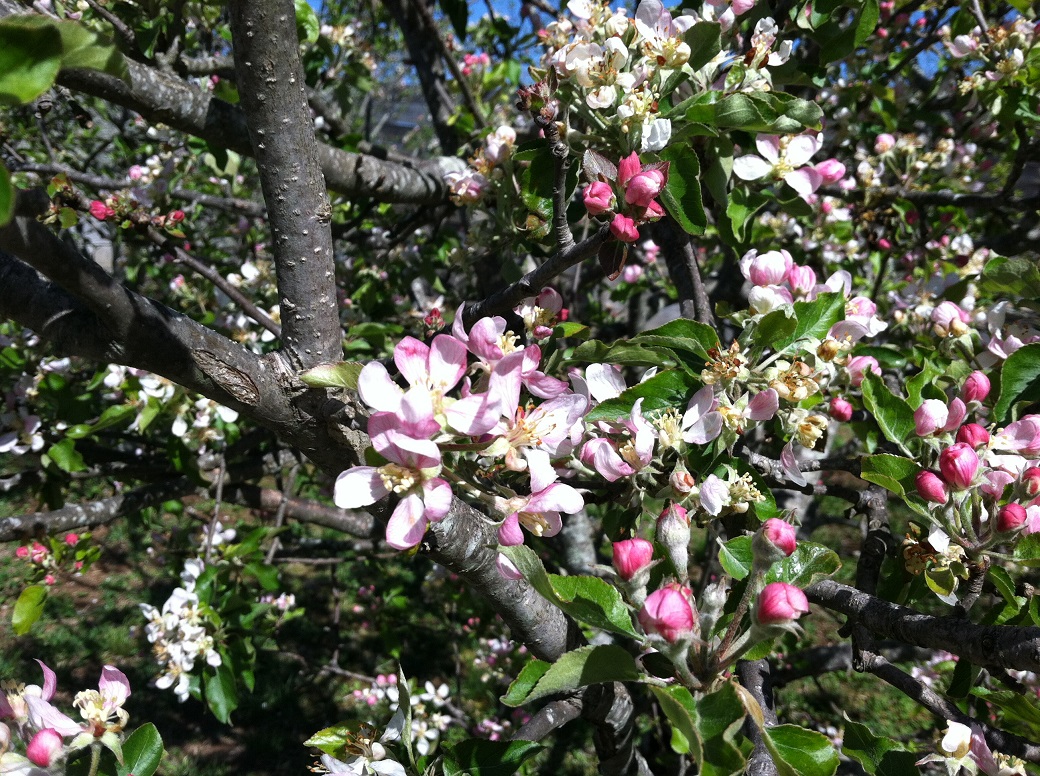 apple blossoms 4 26