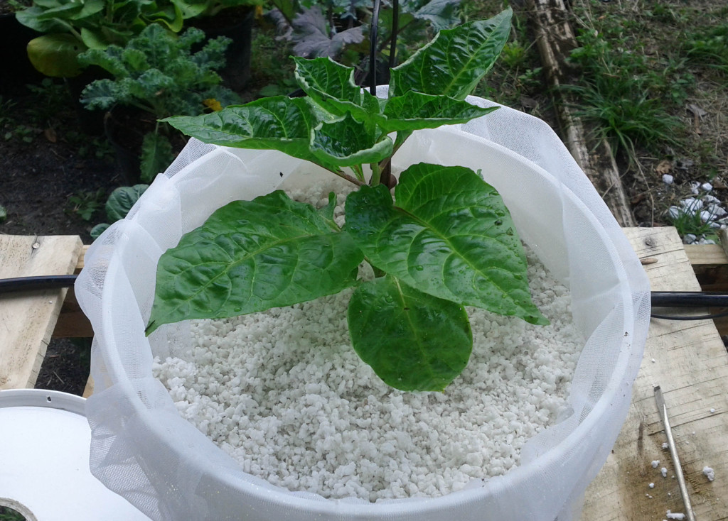 plant in bucket w perlite