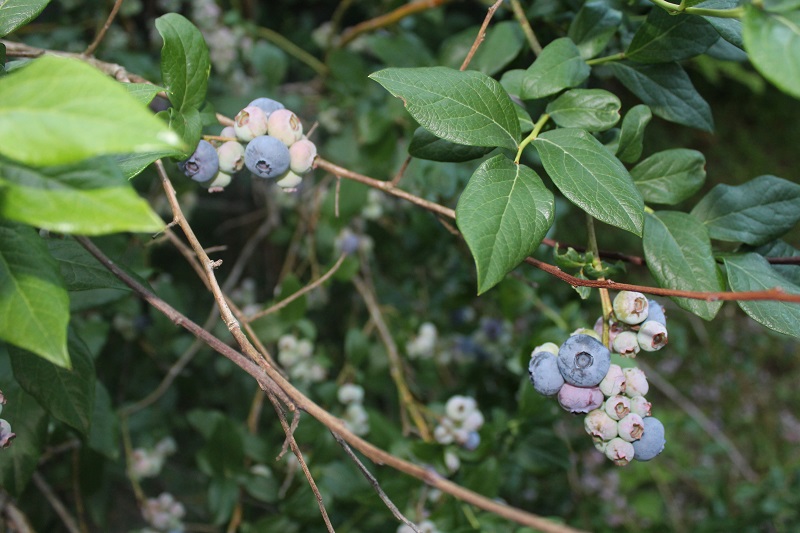new blueberry season