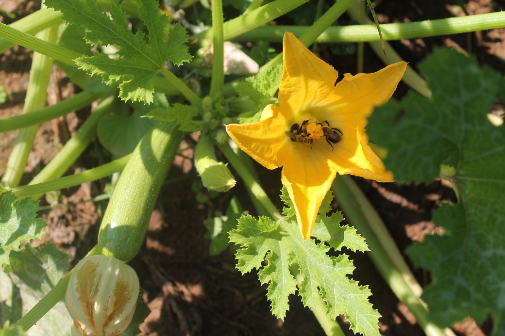 Smart bees can pick a winner as they choose to hide in the zucchini flowers.