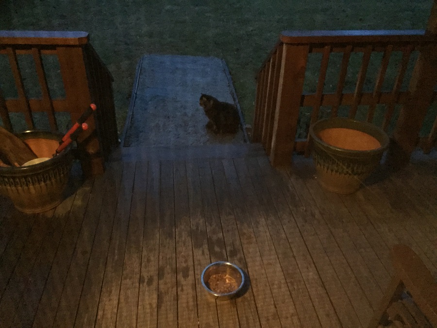 Finally, Tramp arrives after Mr. Skunk departs to stand point while Gray Kitty finishes his food.