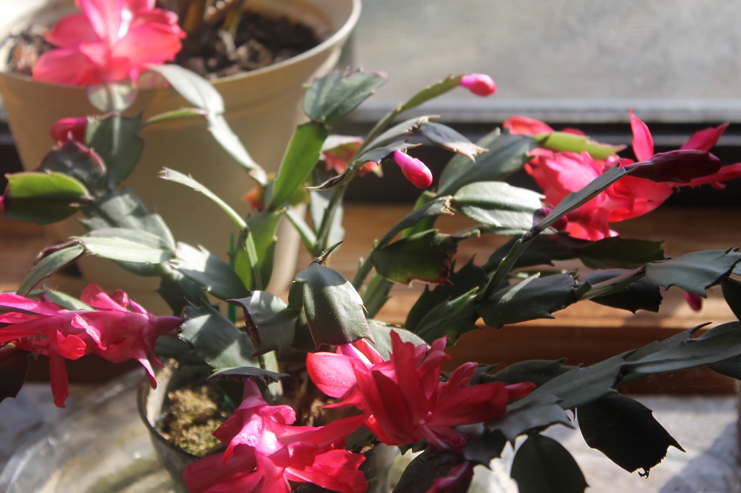 Our Christmas cactus is in full bloom for the season.