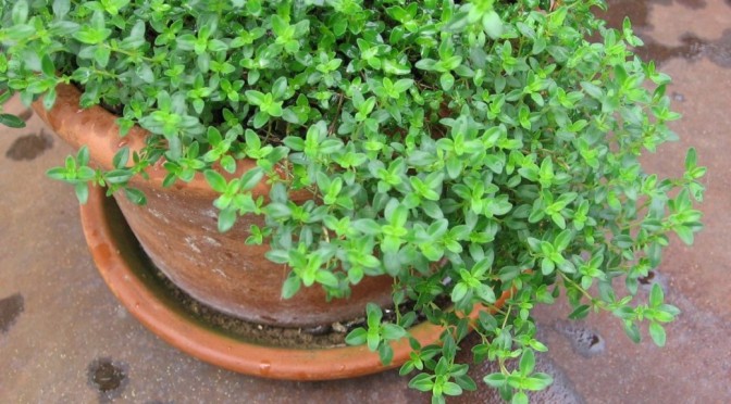 It’s About Thyme For Spring Herbs
