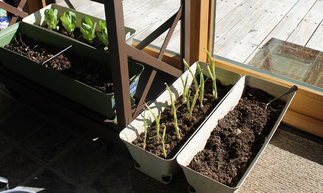 Lettuce and onion starters are 'cropping' up anywhere I can find sunshine in the sunroom. Waiting... waiting...
