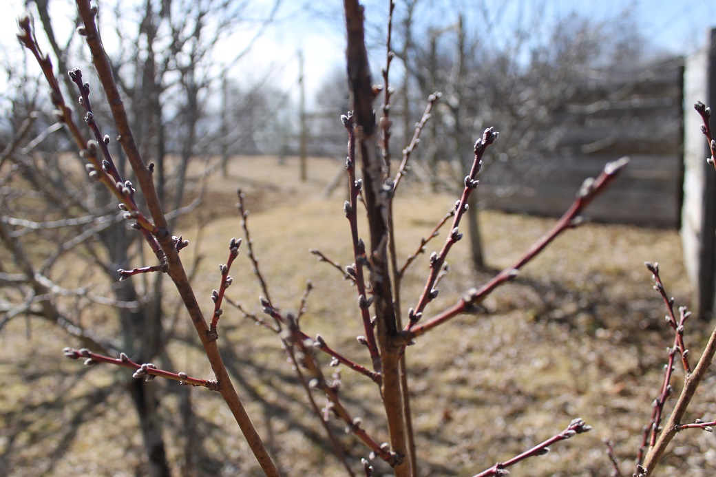 The peach trees are ready to explode with new growth.