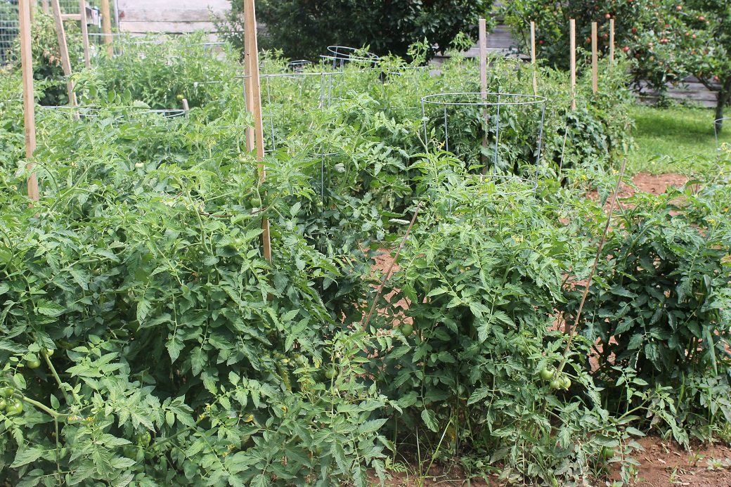 The tomatoes and peppers thrived last year with periodic doses of coffee grounds.