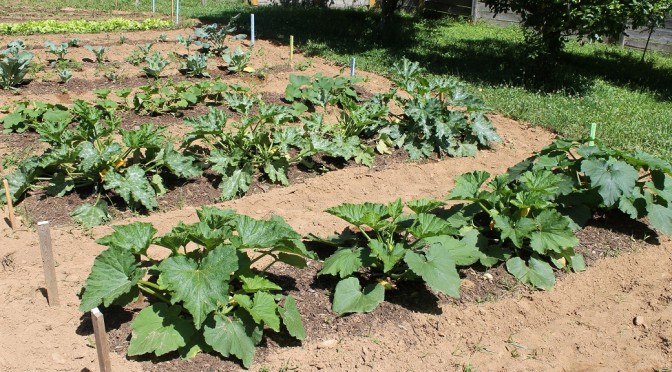 Zucchini Emergency – Preserving A Most Prolific Garden Crop