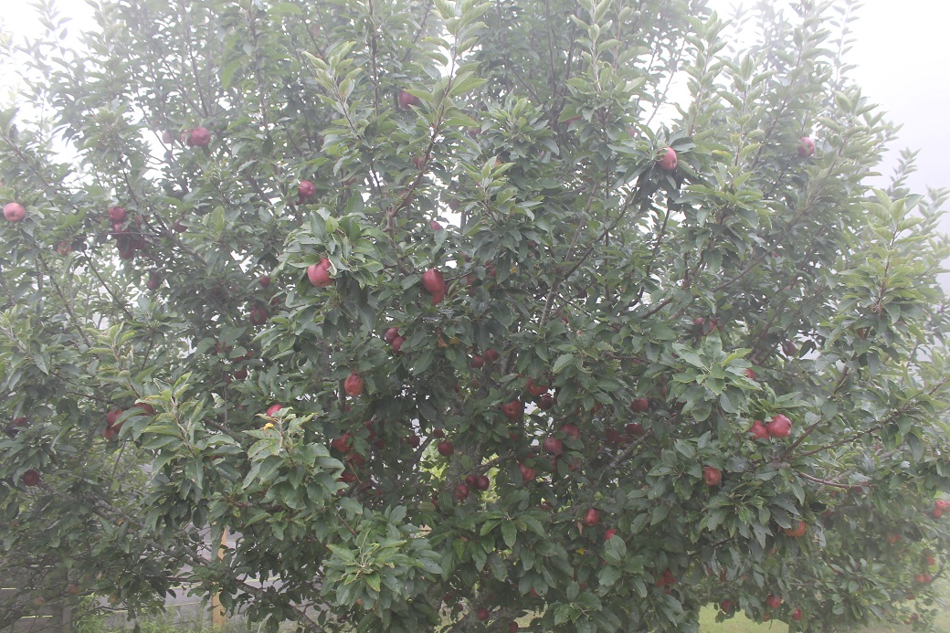 The apple trees don't seem to mind living in the clouds. The apples have sweetened weeks early this year.