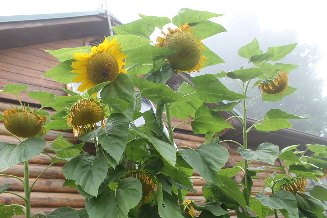 We shall see if the sunflowers will dry to make good seeds in this thick daily fog.