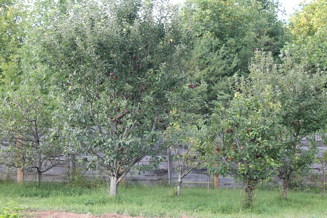 Upon close inspection, the half pruned apple trees look symmetrical on the bottom half and shaggy at the top. They remind me of neglected Chia Pets. 