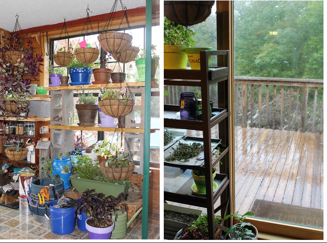 A few of the windows where plants will spend the winter months.