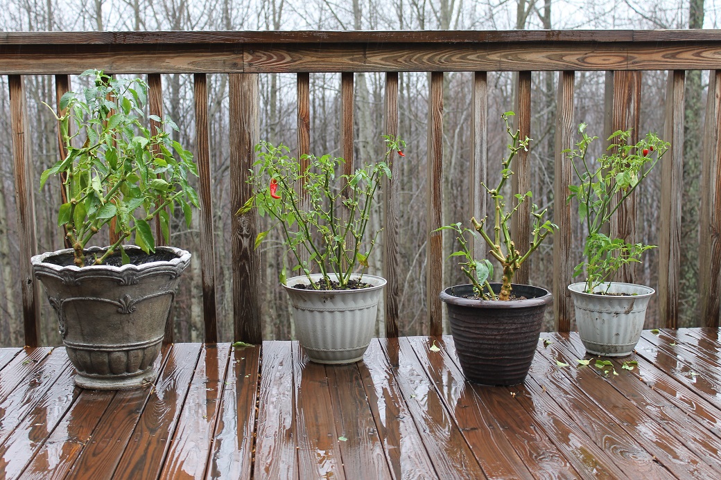 The weather is so confused my magic peppers are still producing.