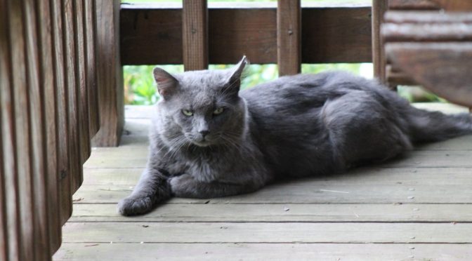 An Old Soul Named Gray Kitty