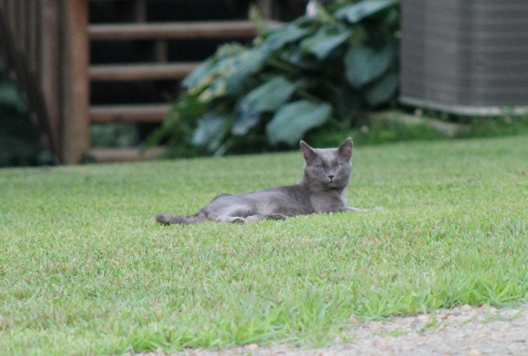 Gray in Grass