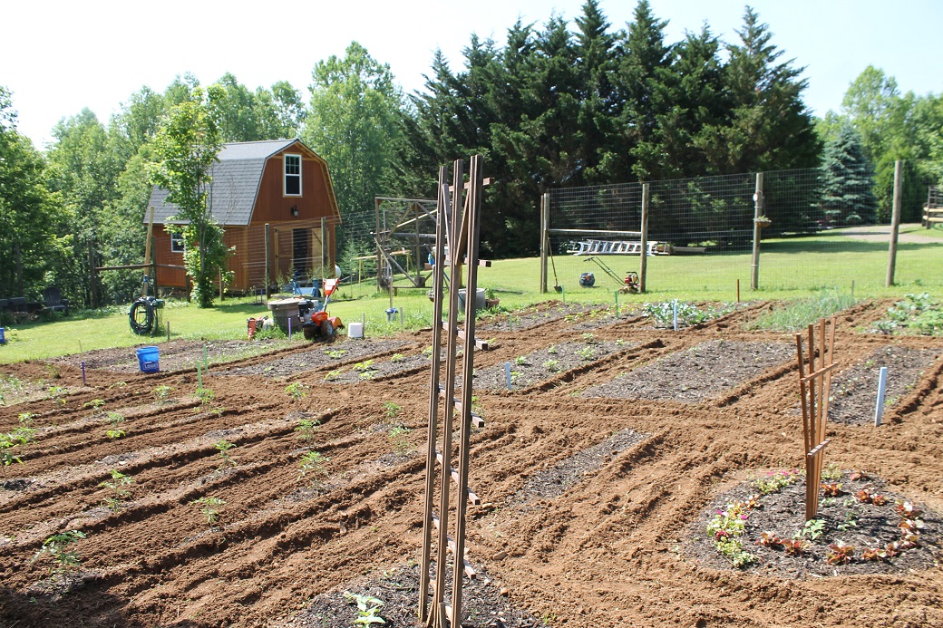 a busy garden