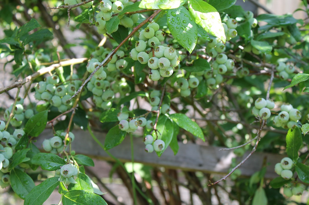 a happy blueberry bush