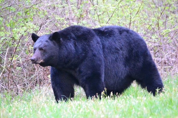 The local big guy.