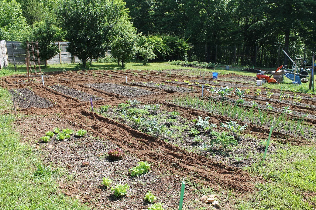 after tilling between beds for weeds