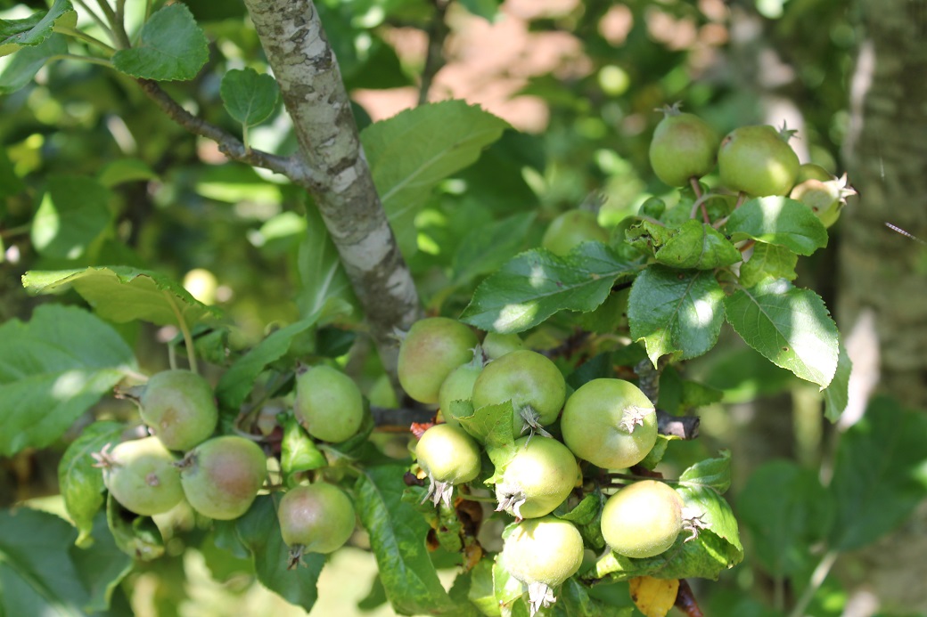 apple cobbler future