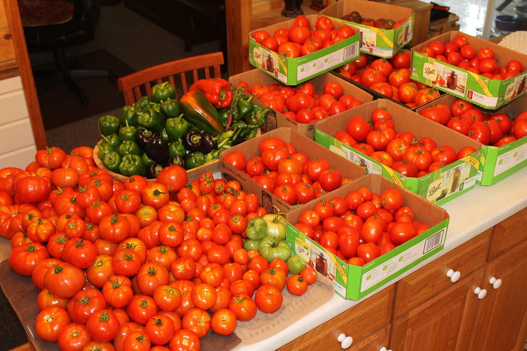 harvest begins