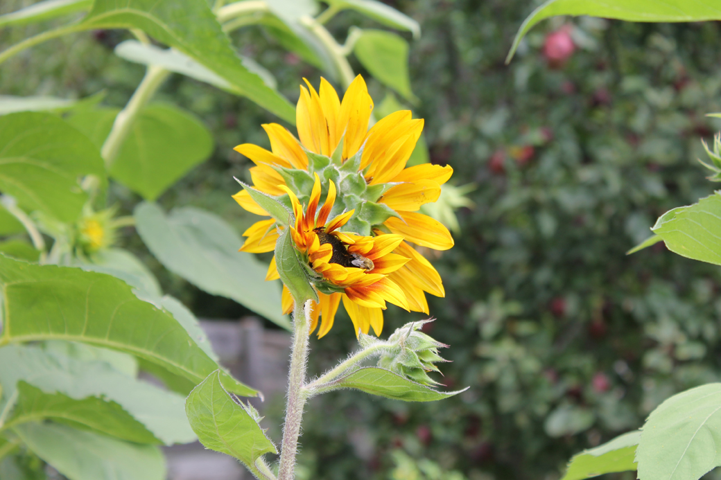 a sunflower field 4