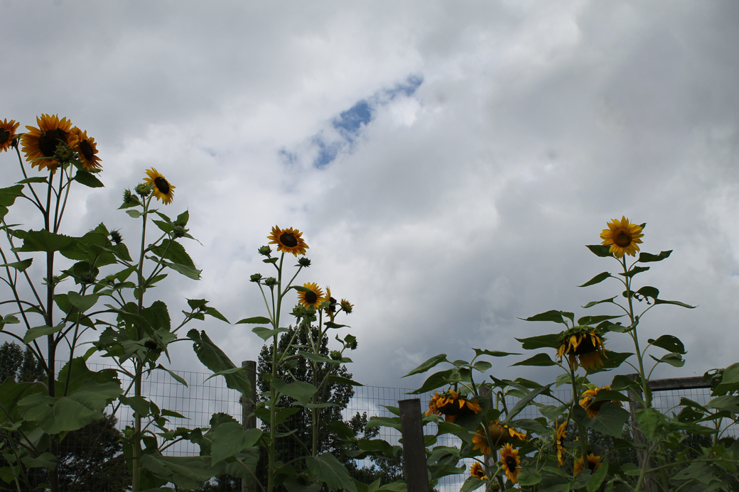 a sunflower field 7
